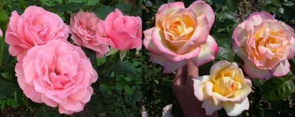 розы флорибунда Элизабет и Веченяя звезда